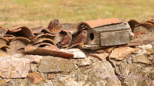 Lesser Kestrel - ML630119829
