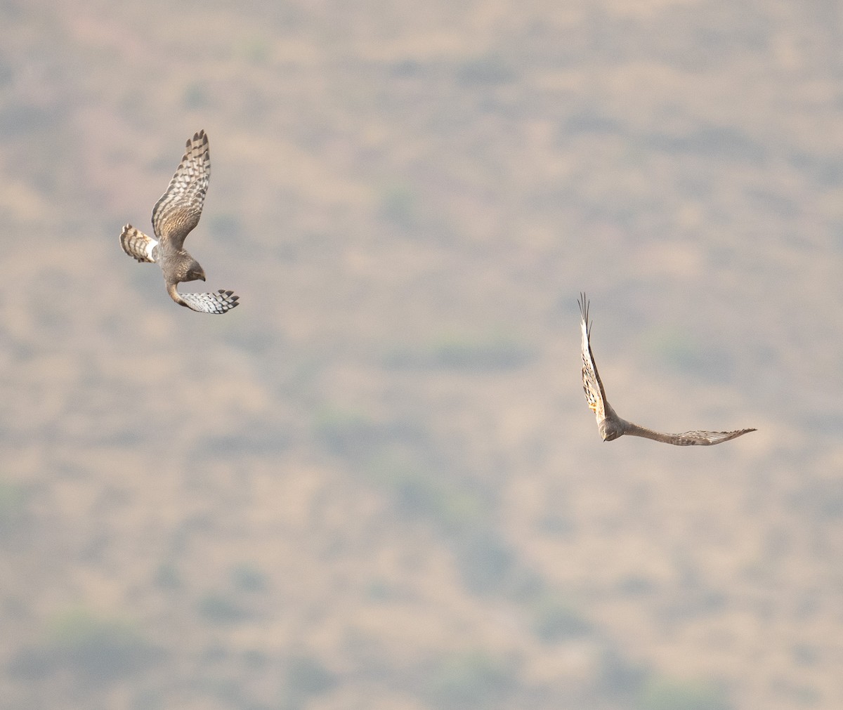 Cinereous Harrier - ML630119889