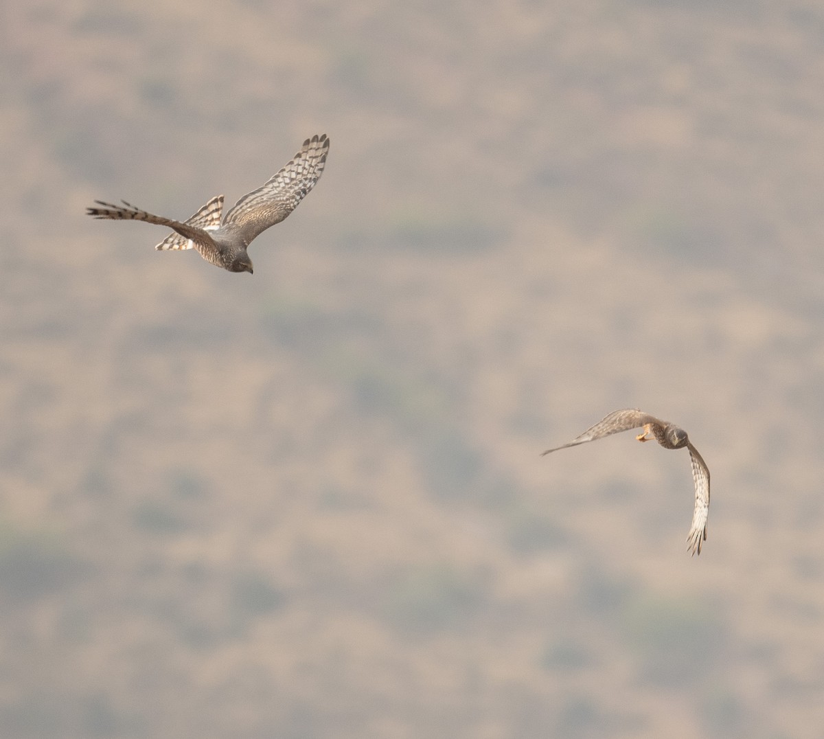 Cinereous Harrier - ML630119890