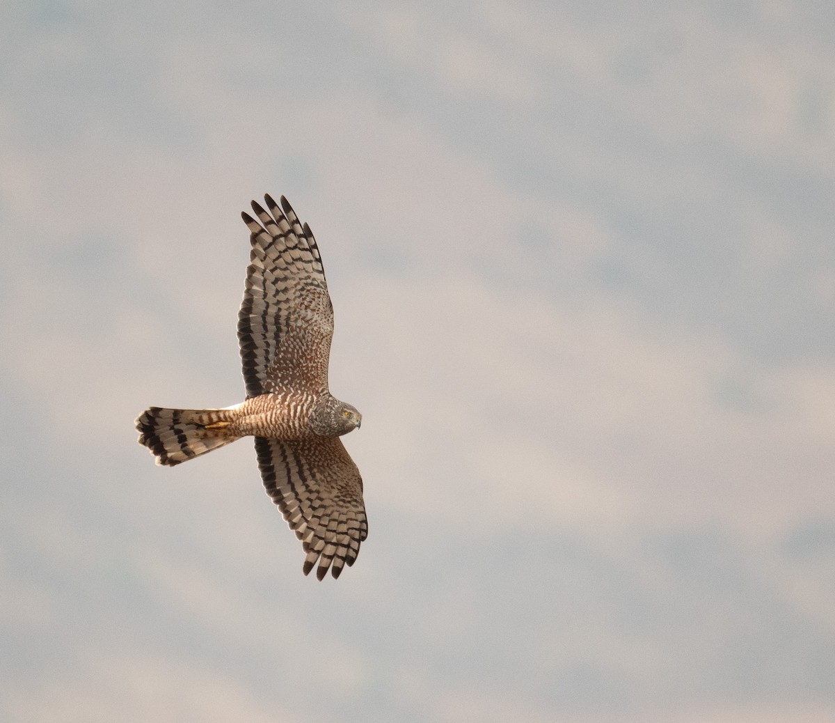 Cinereous Harrier - ML630119891