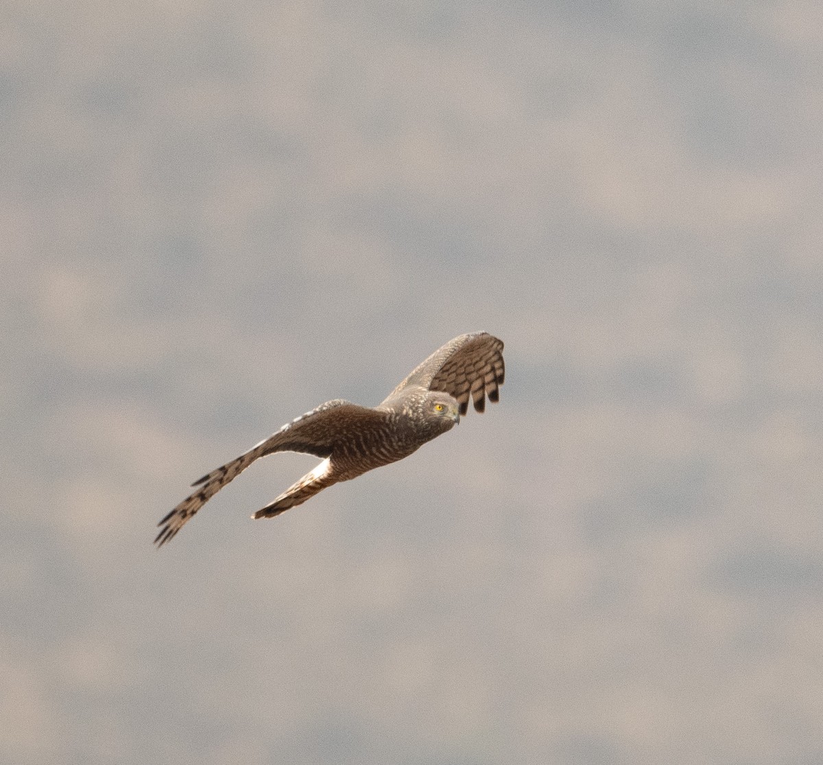 Cinereous Harrier - ML630119892