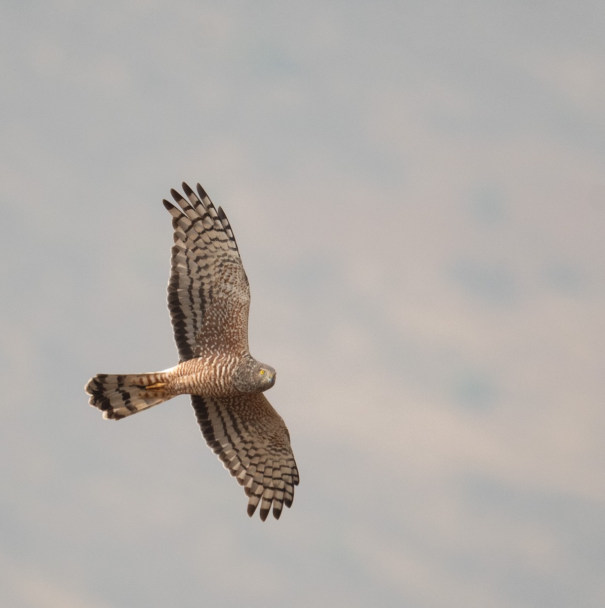 Cinereous Harrier - ML630119893