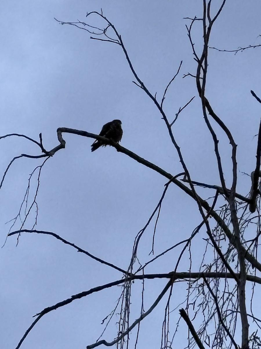 Merlin - ML630119921