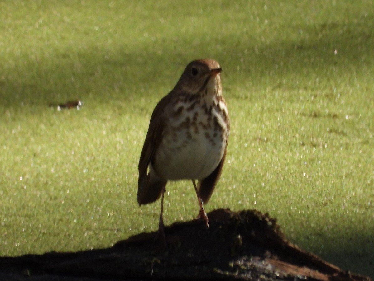 Hermit Thrush - ML630119970