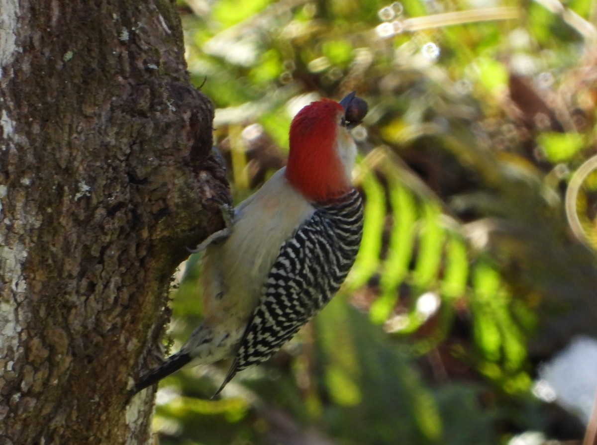 Red-bellied Woodpecker - ML630120022