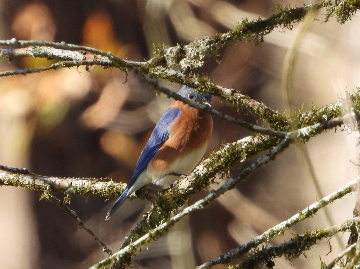 Eastern Bluebird - ML630120049
