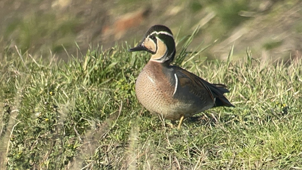 Baikal Teal - ML630120076