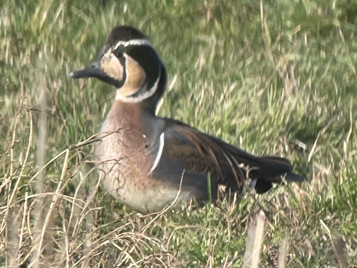 Baikal Teal - ML630120077