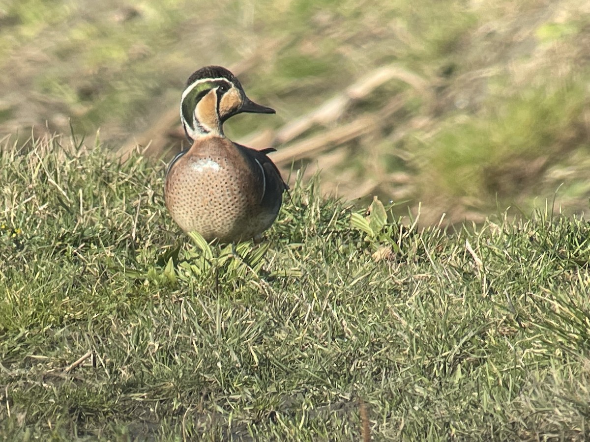 Baikal Teal - ML630120078