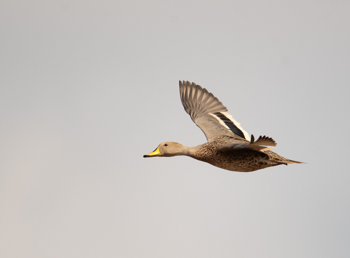 Yellow-billed Pintail - ML630120151
