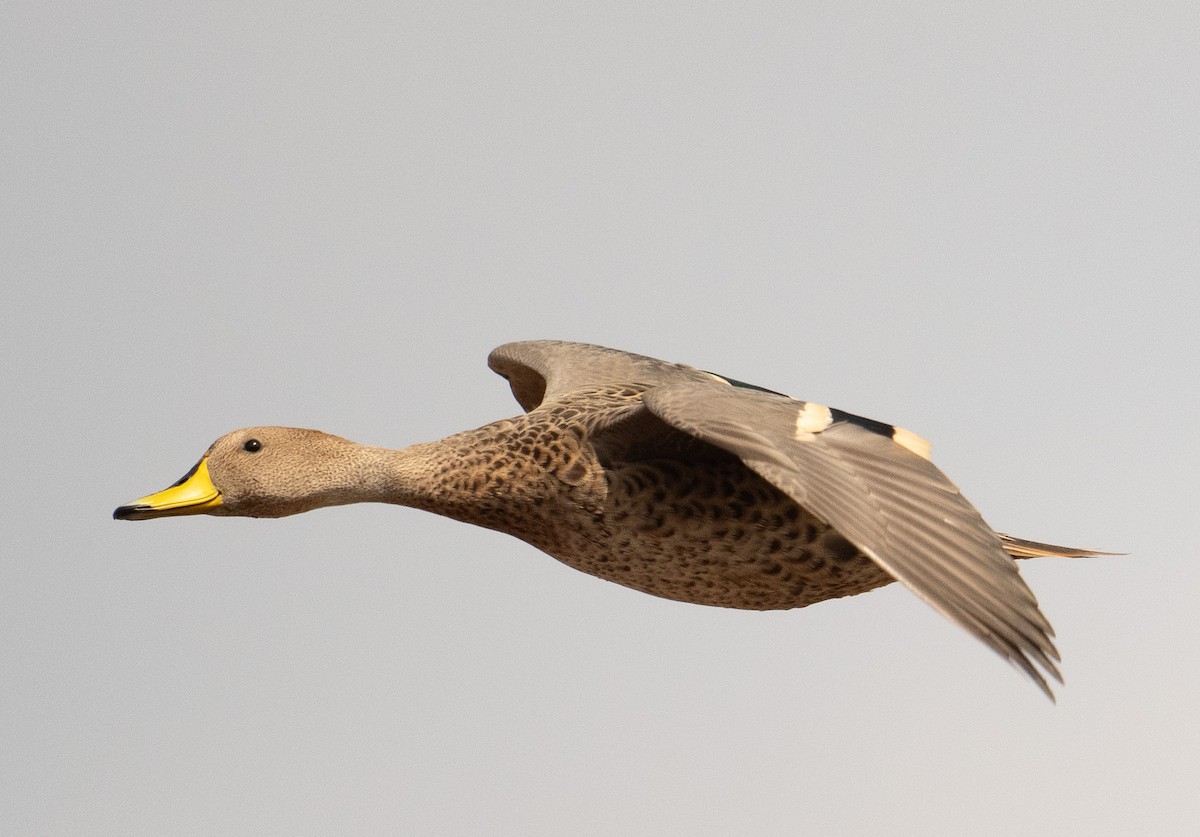 Yellow-billed Pintail - ML630120152