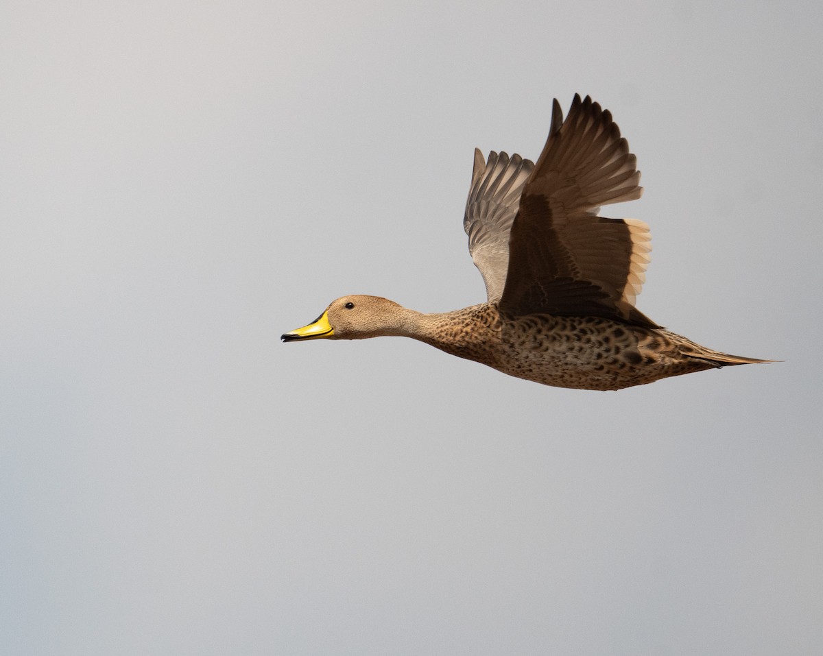 Yellow-billed Pintail - ML630120153