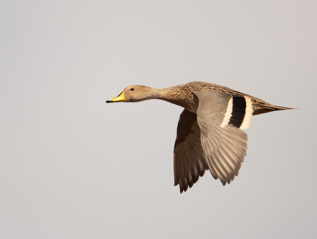 Yellow-billed Pintail - ML630120154