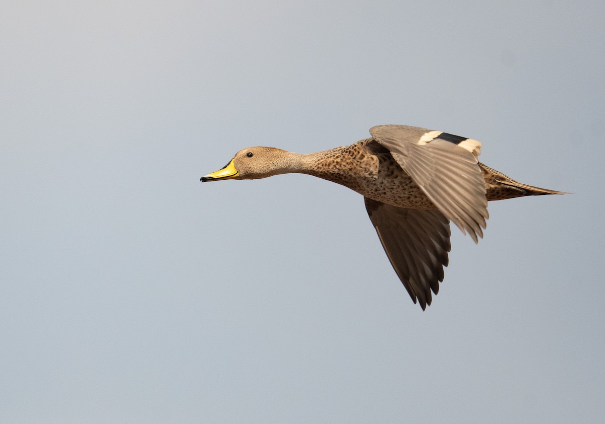 Yellow-billed Pintail - ML630120155