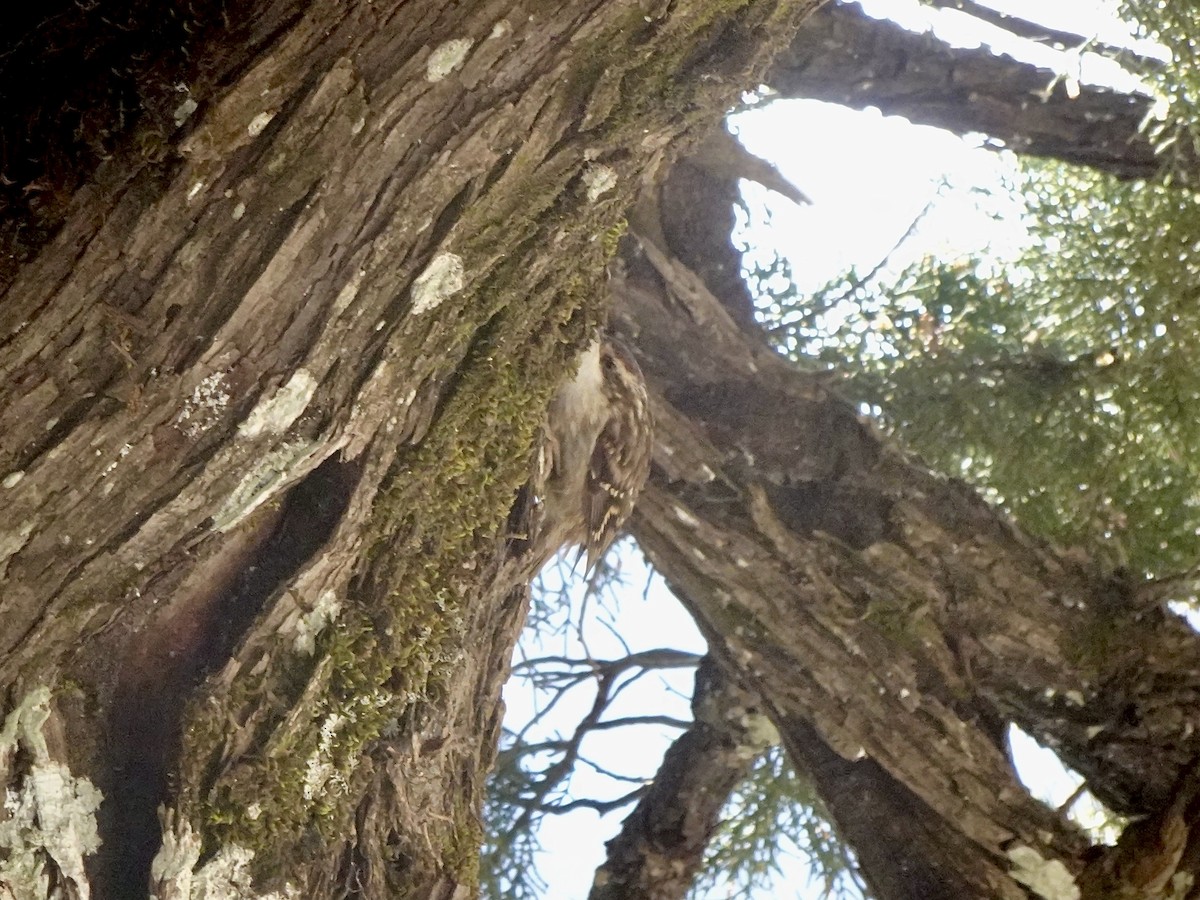 Short-toed Treecreeper - ML630120224