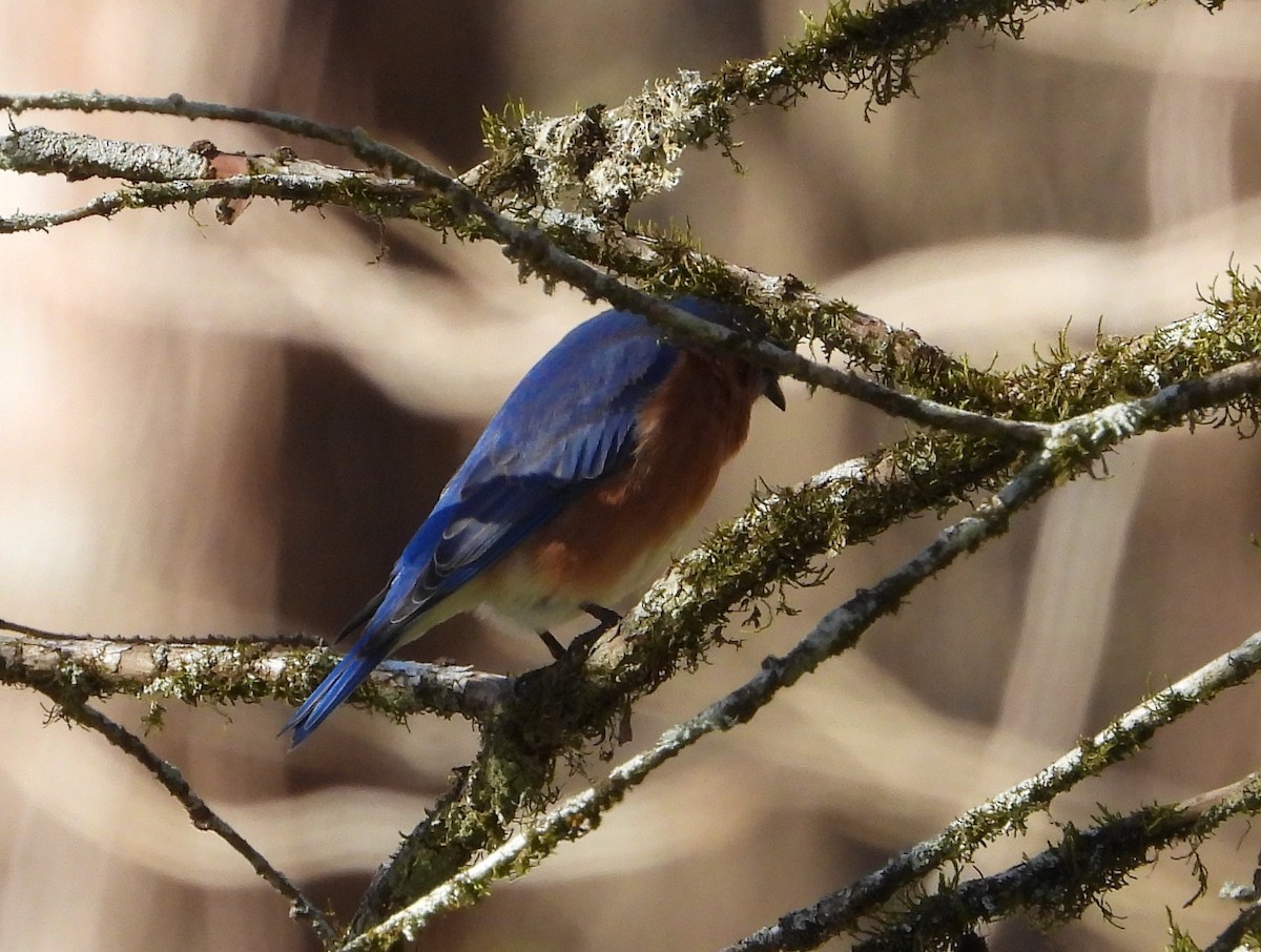 Eastern Bluebird - ML630120225