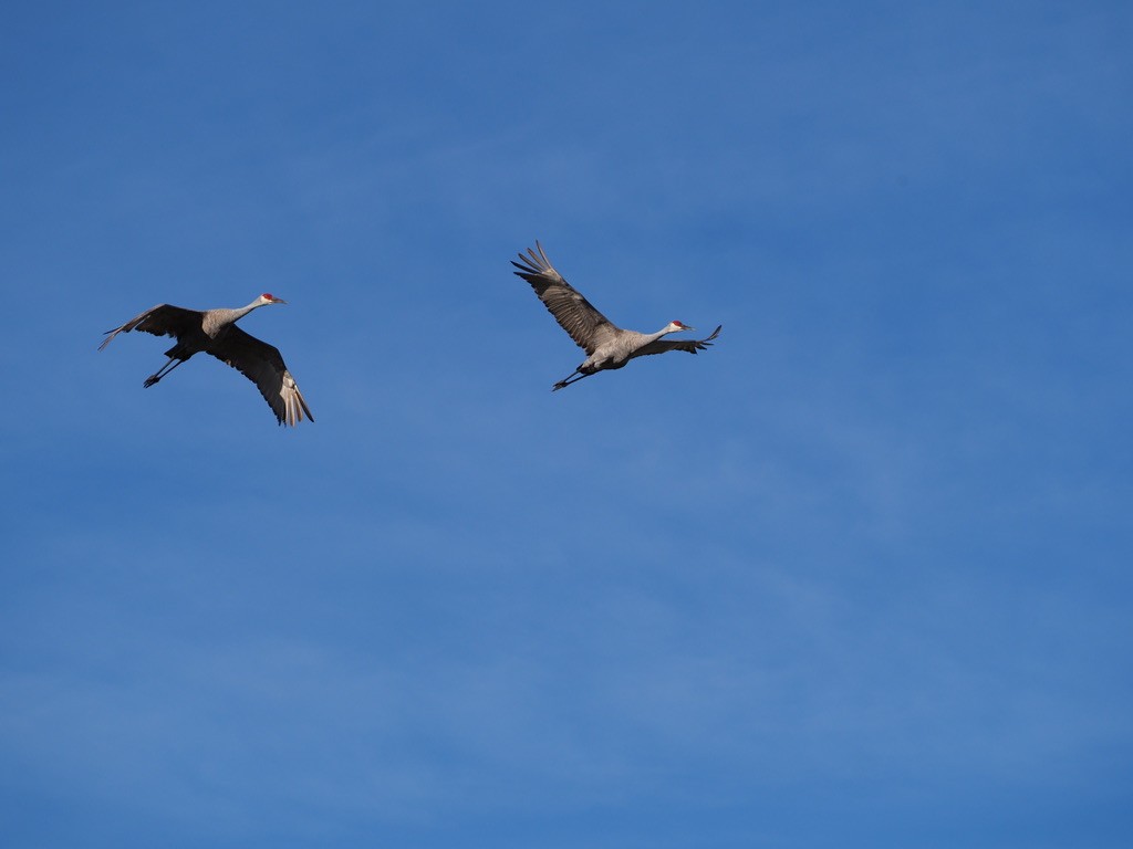 Sandhill Crane - ML630120233