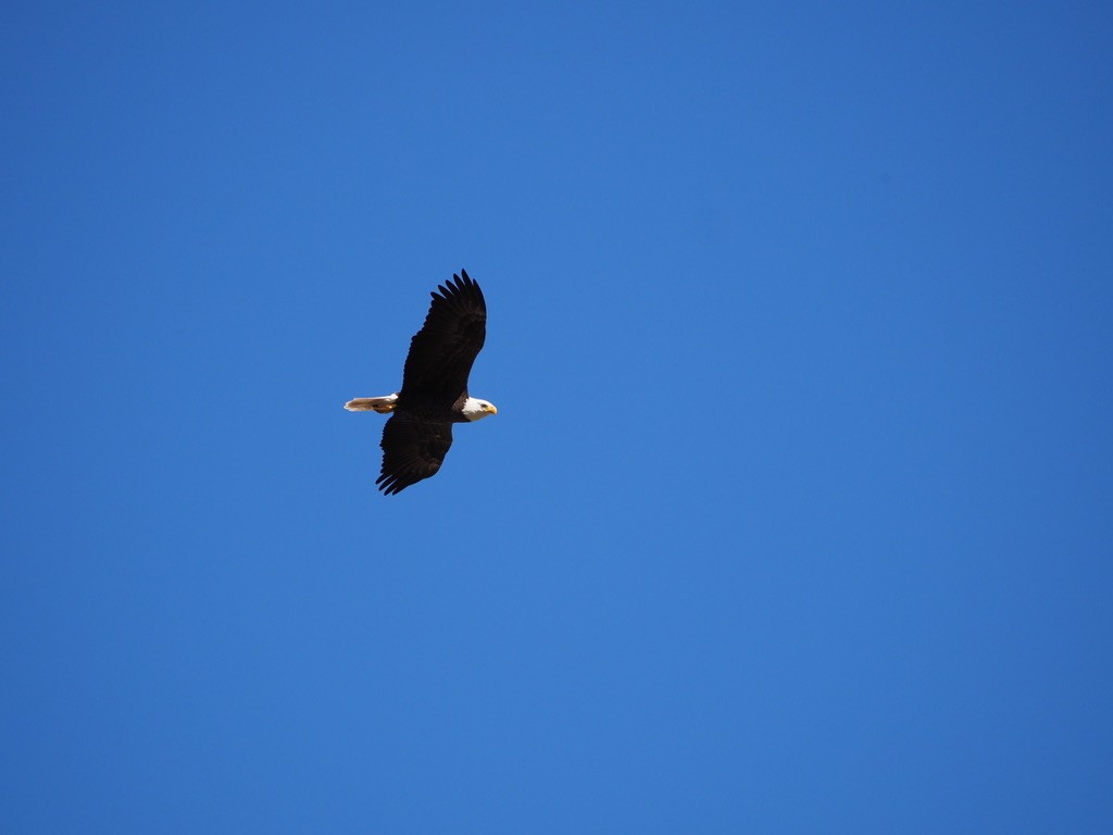 Bald Eagle - ML630120242