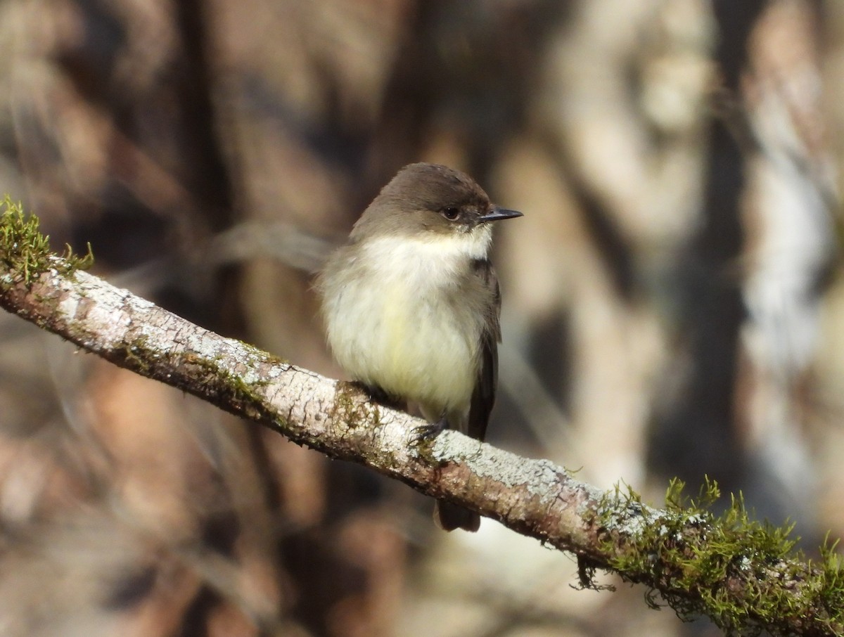 Eastern Phoebe - ML630120372