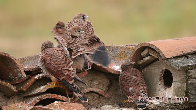 Lesser Kestrel - ML630120401