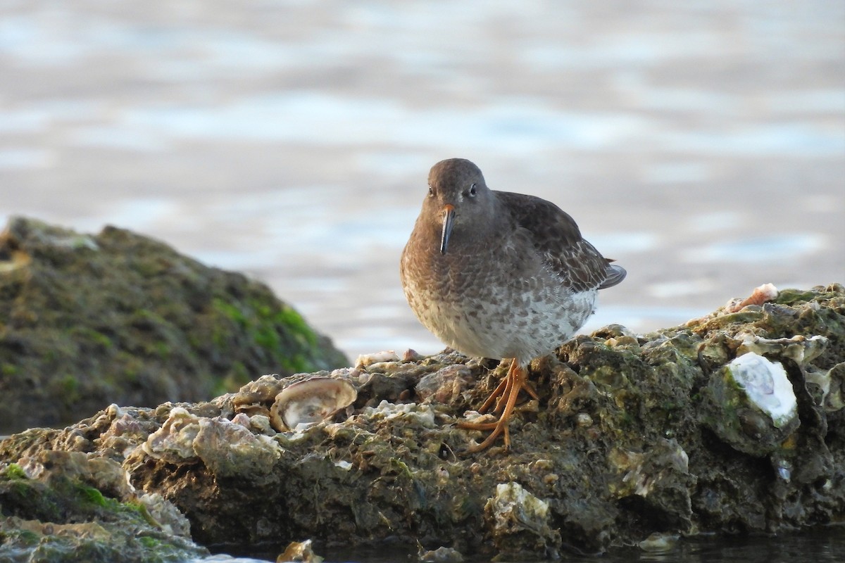 Purple Sandpiper - ML630120561