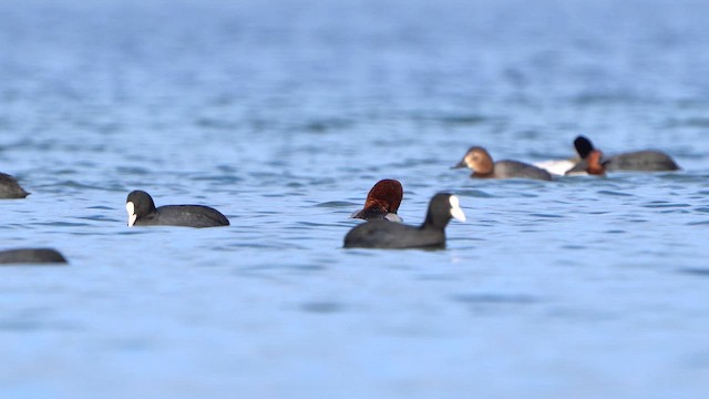 Common Pochard - ML630120695