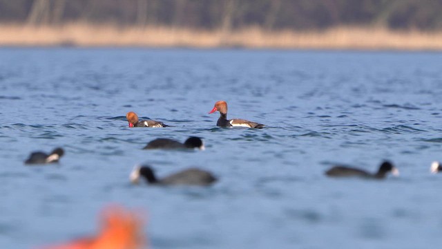 Red-crested Pochard - ML630120804