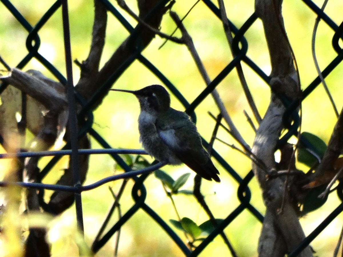 Anna's Hummingbird - ML630120809