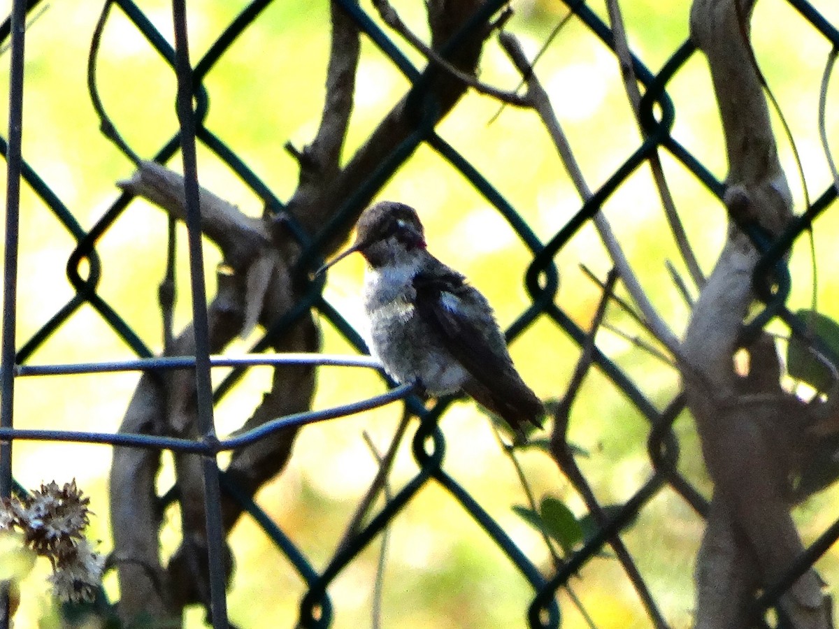 Anna's Hummingbird - ML630120810