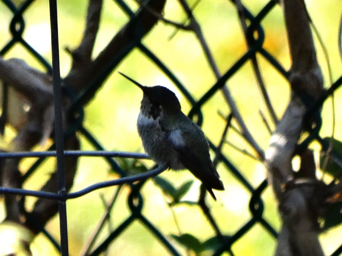 Anna's Hummingbird - ML630120811