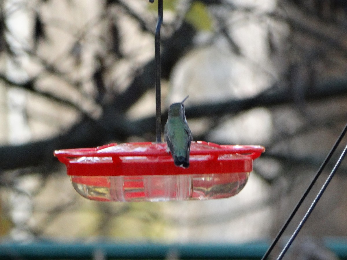 Anna's Hummingbird - ML630120812