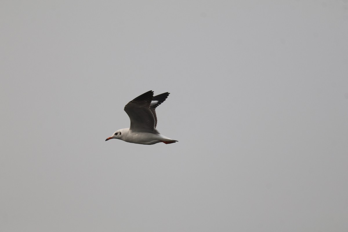 Brown-headed Gull - ML630121328