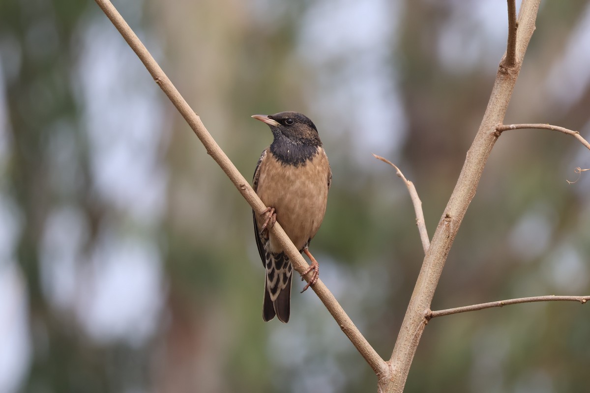Rosy Starling - ML630121332