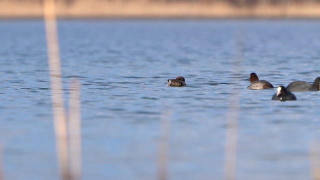Red-crested Pochard - ML630121336
