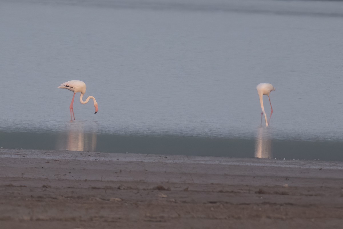 Greater Flamingo - ML630121368