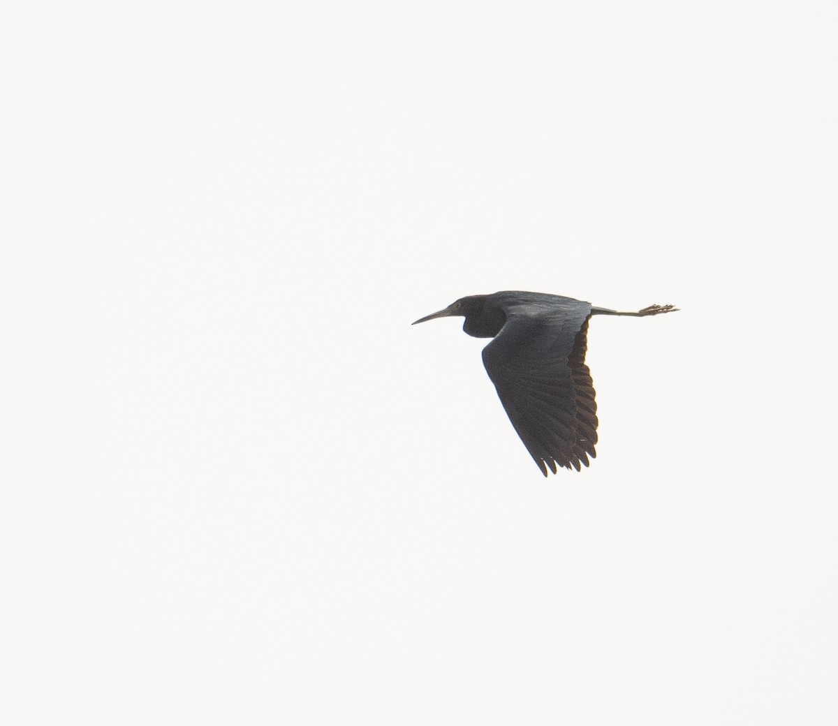 Little Blue Heron - ML630121460