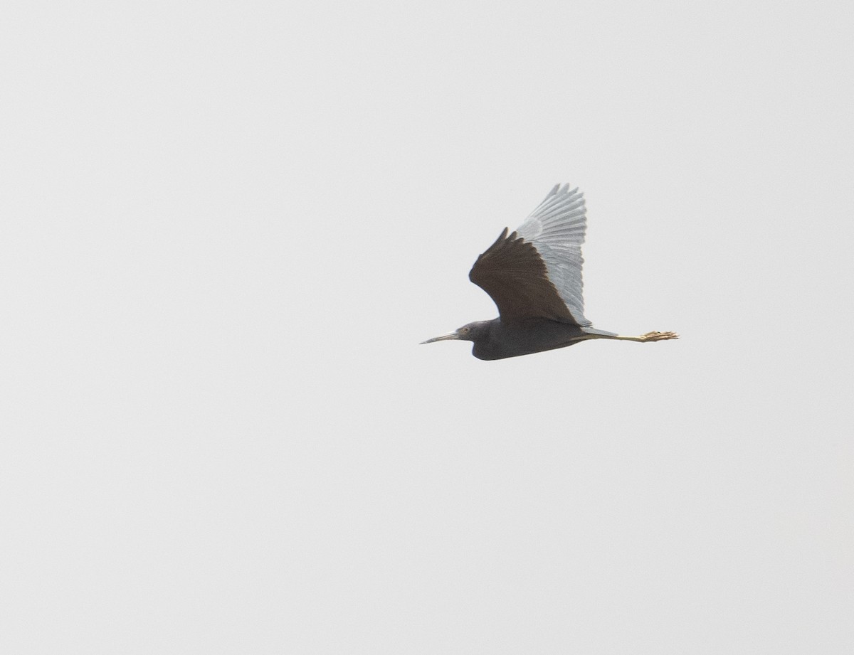 Little Blue Heron - ML630121461