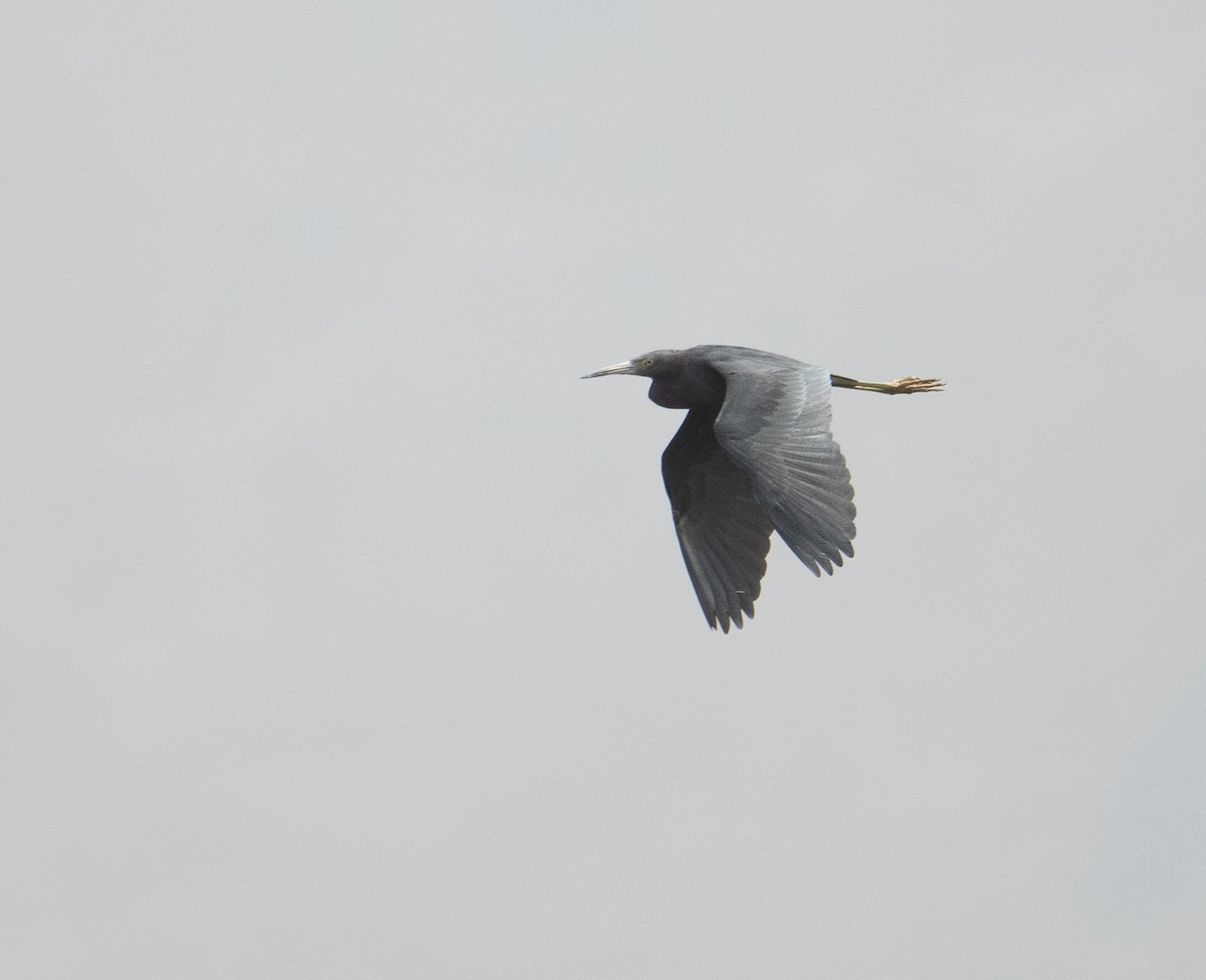 Little Blue Heron - ML630121463
