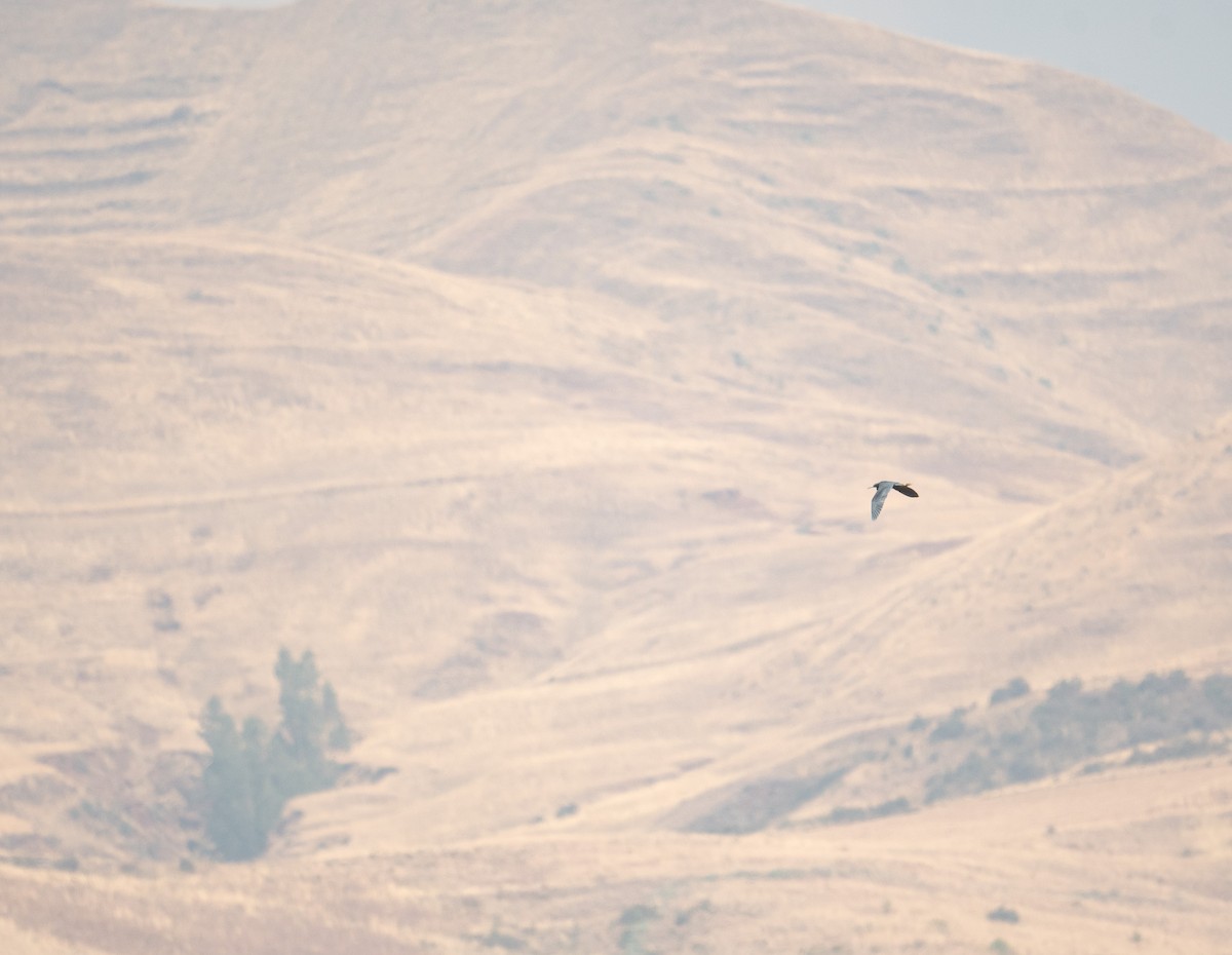Little Blue Heron - ML630121464