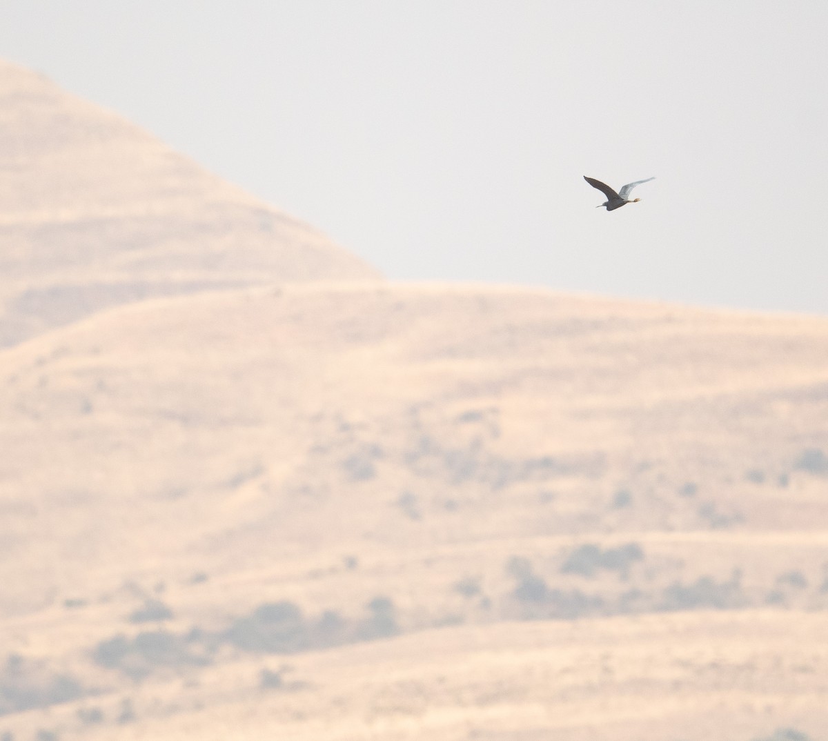 Little Blue Heron - ML630121465