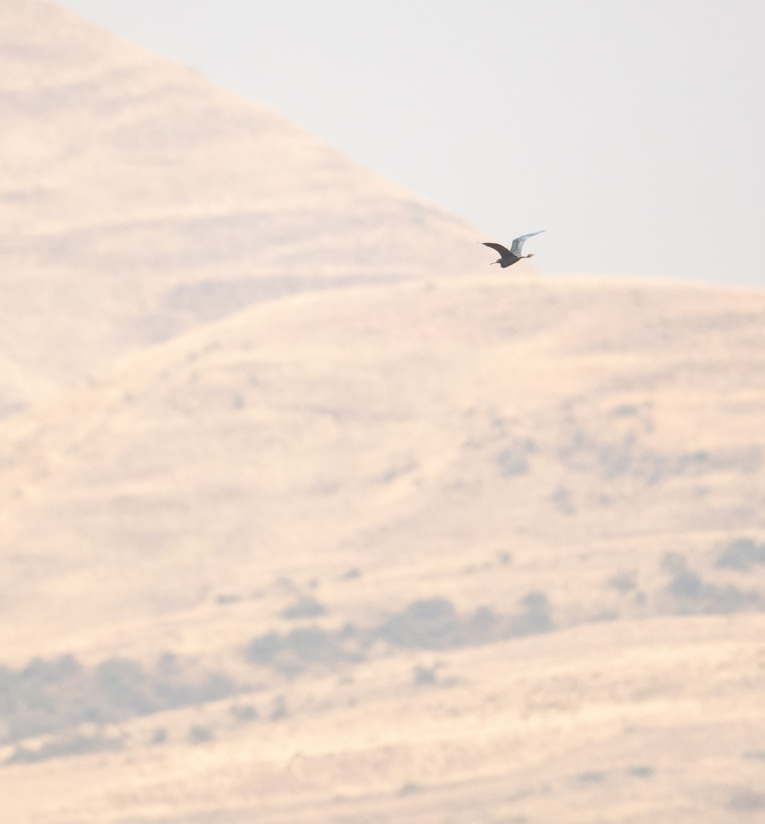 Little Blue Heron - ML630121466