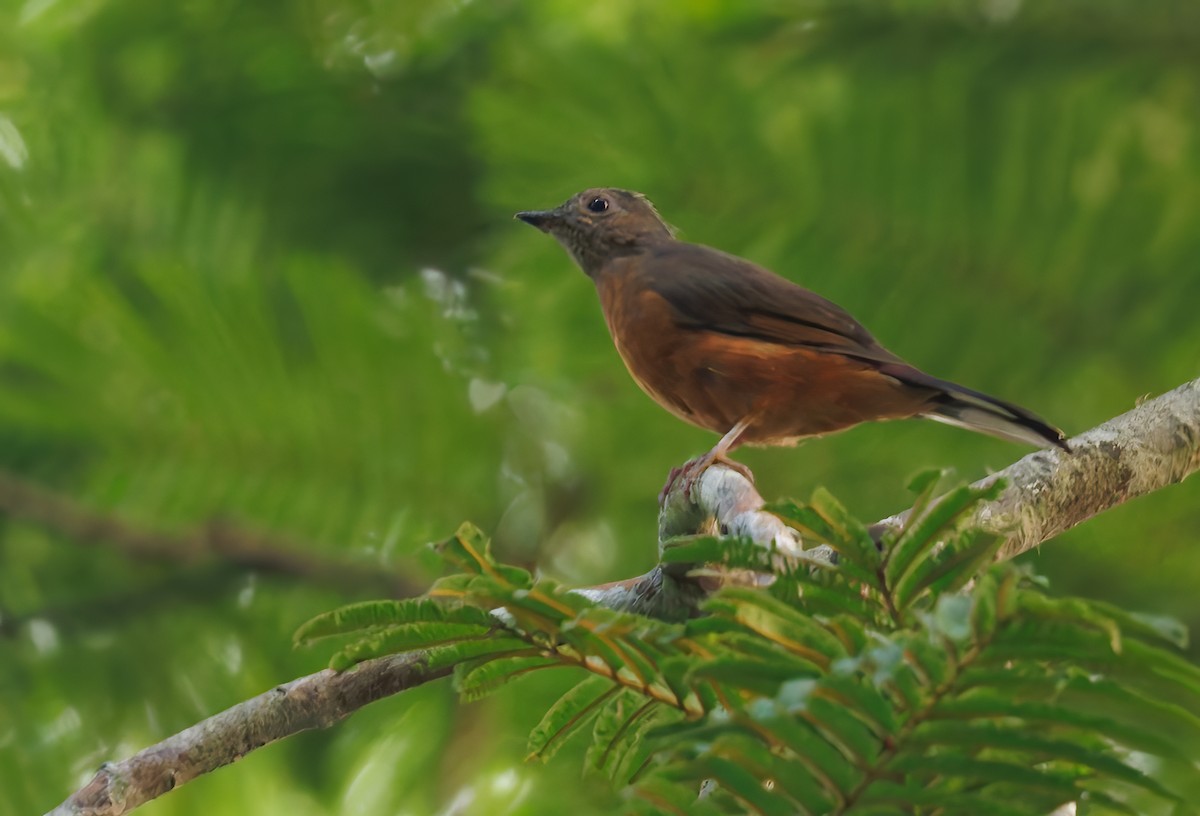Finsch's Flycatcher-Thrush - ML630122199