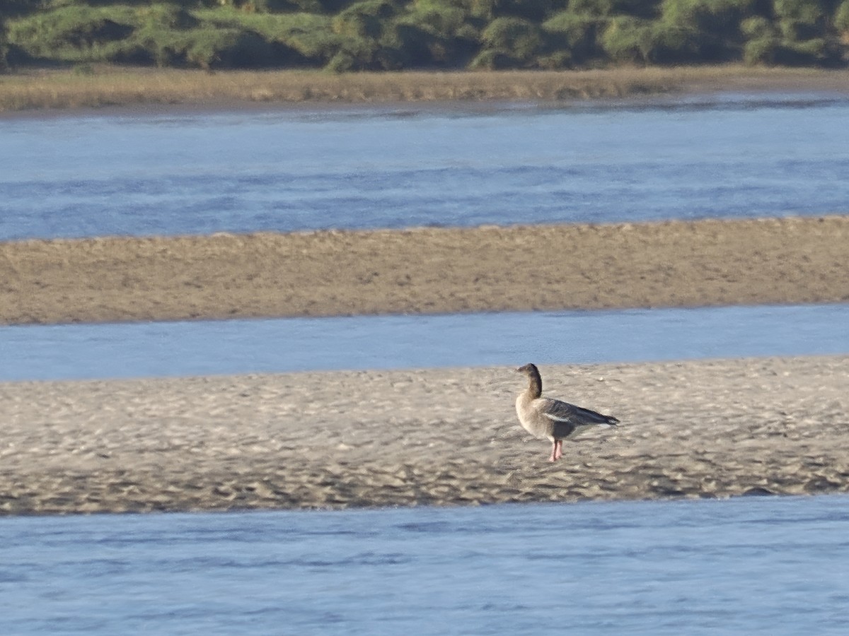 Pink-footed Goose - ML630122320