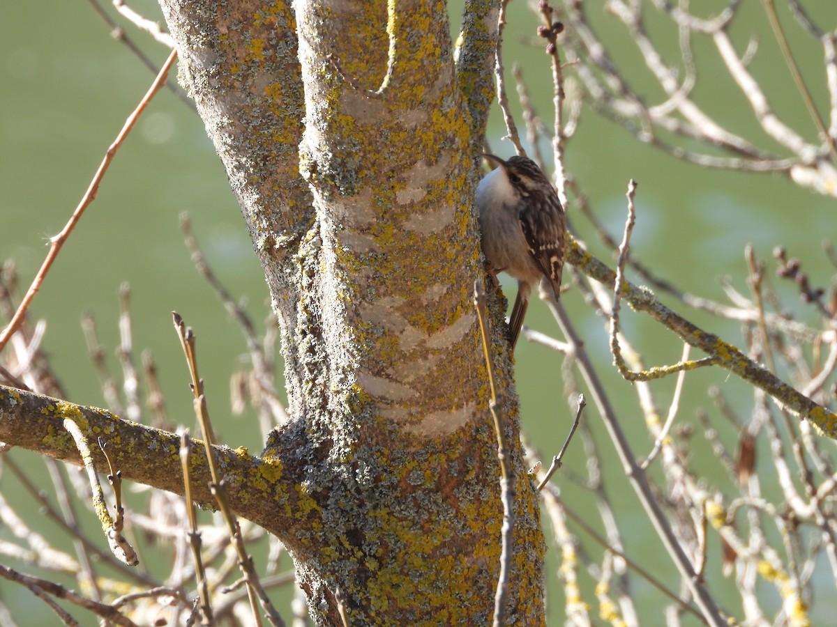 Short-toed Treecreeper - ML630122333