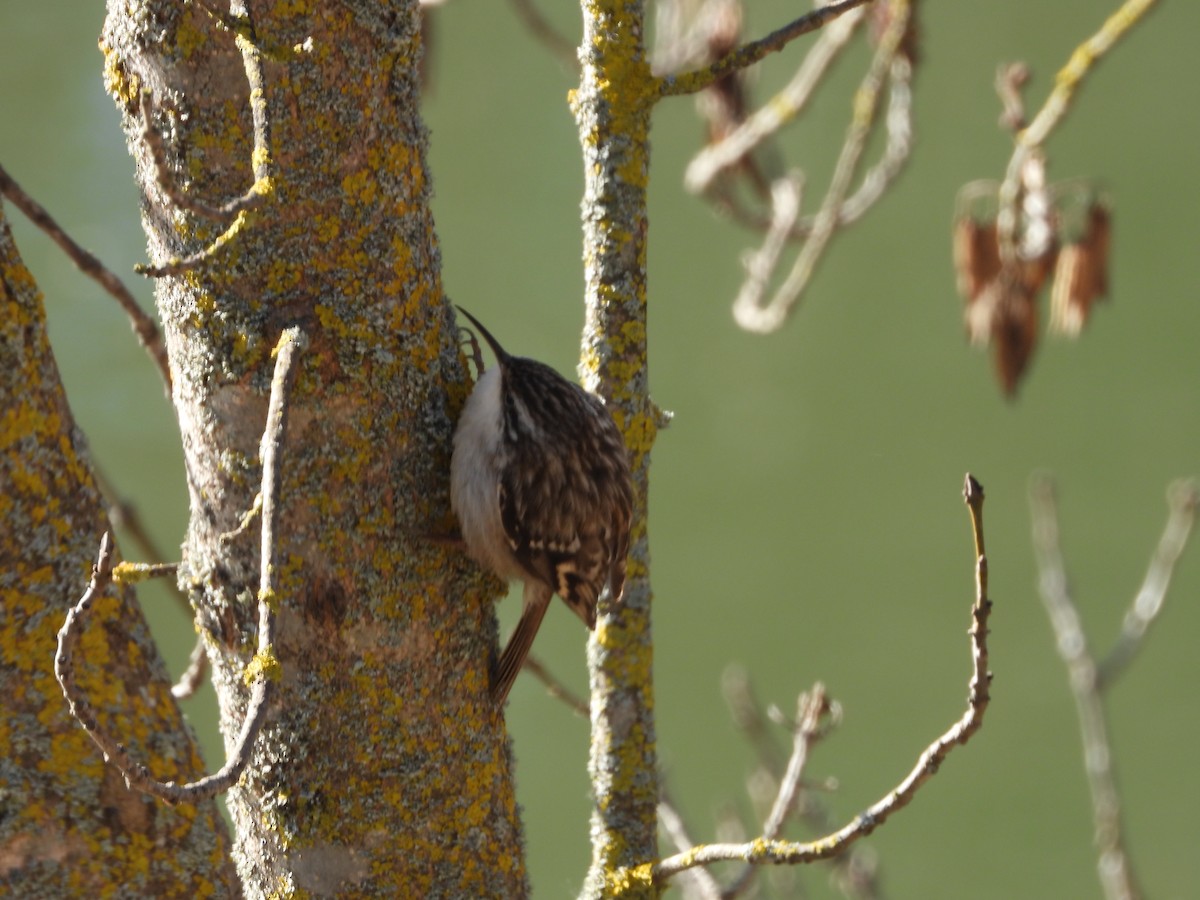 Short-toed Treecreeper - ML630122337