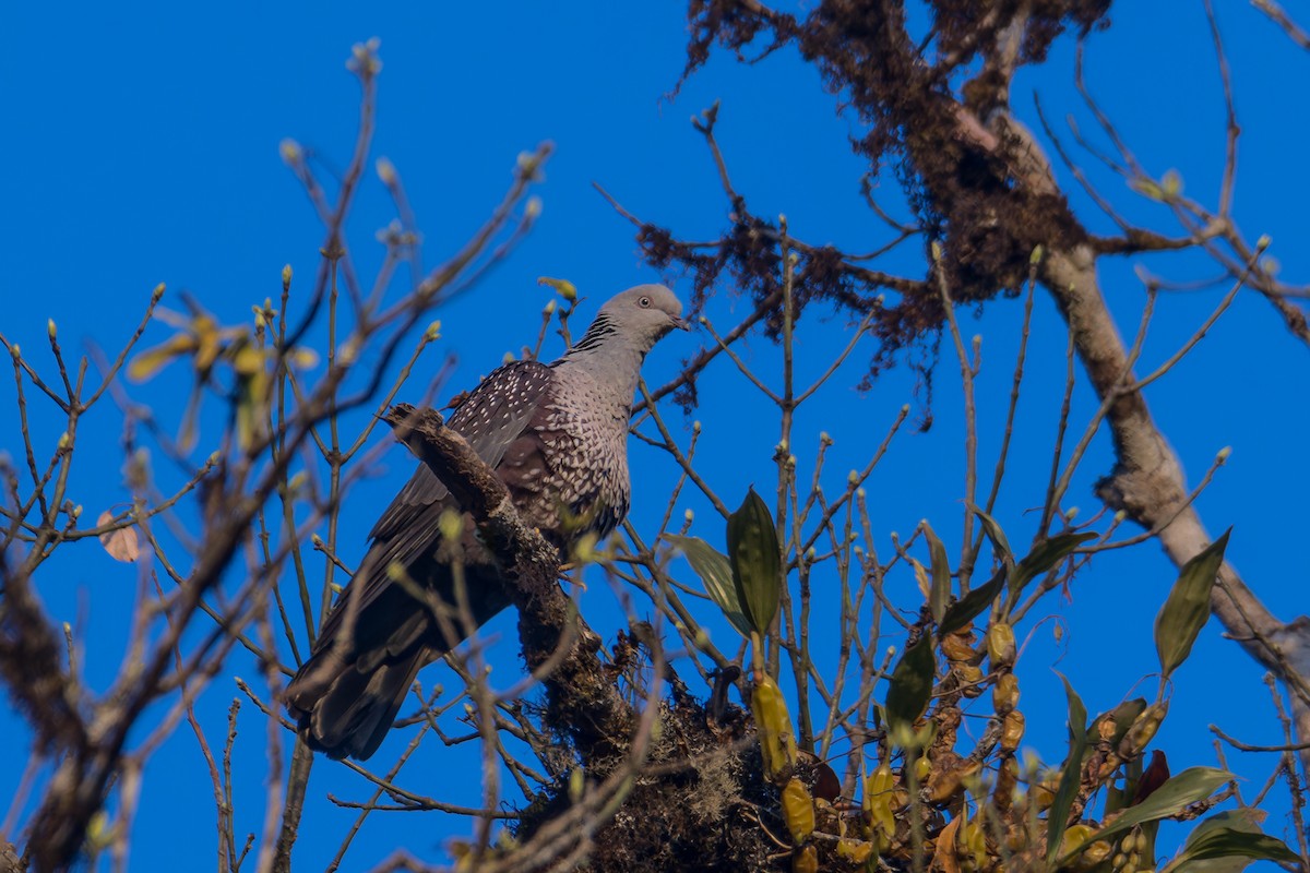 Pigeon de Hodgson - ML630122408