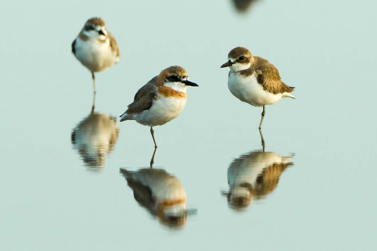 Tibetan Sand-Plover - ML630122535