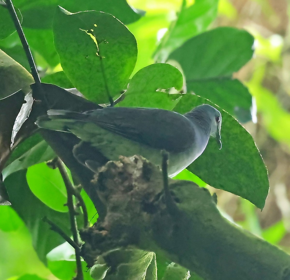 Sao Tome Pigeon - ML630122546