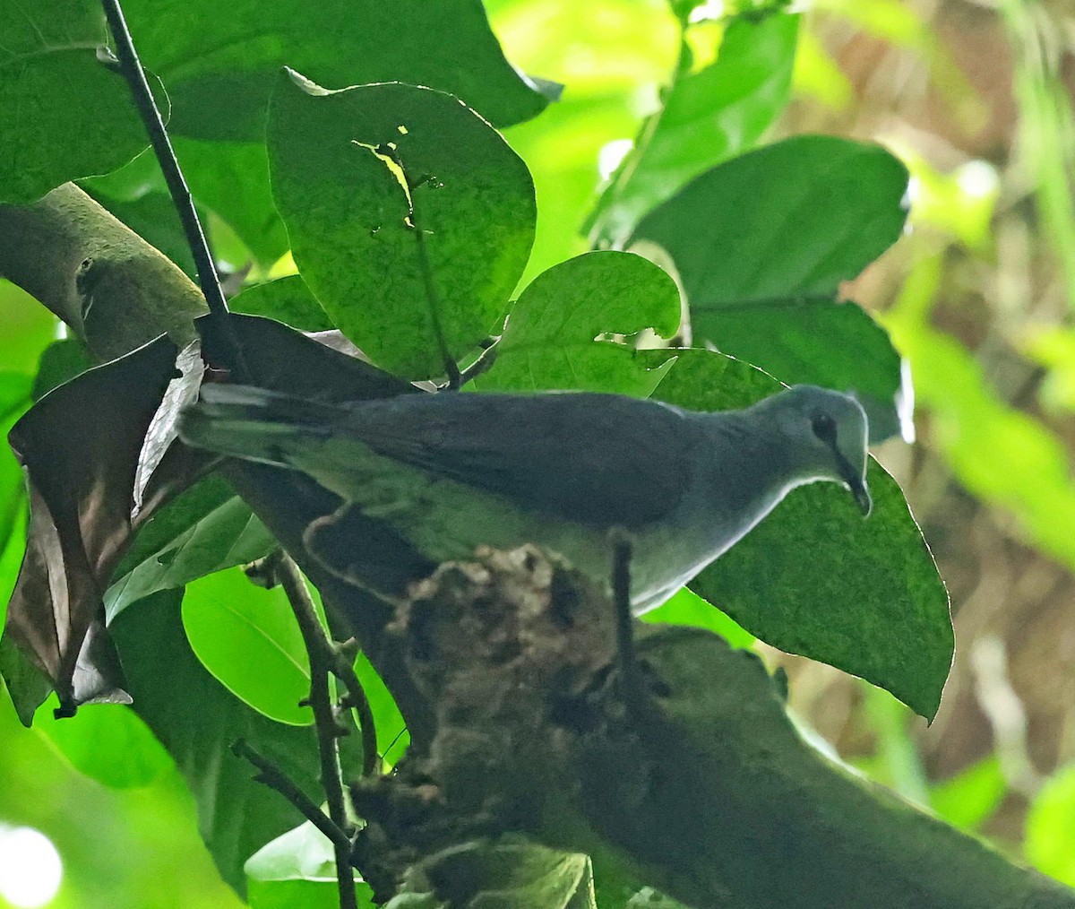 Sao Tome Pigeon - ML630122547