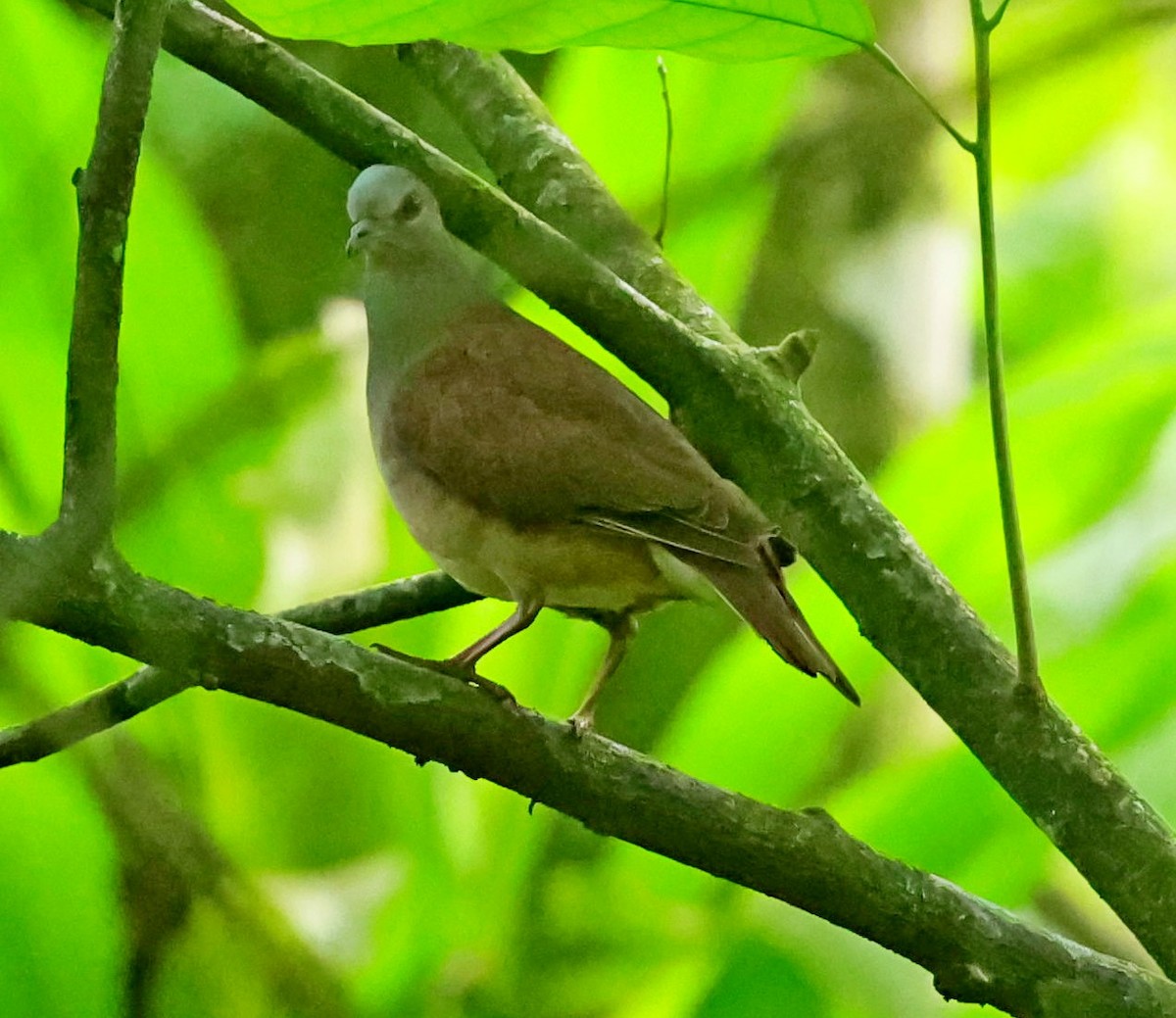 Sao Tome Pigeon - ML630122548